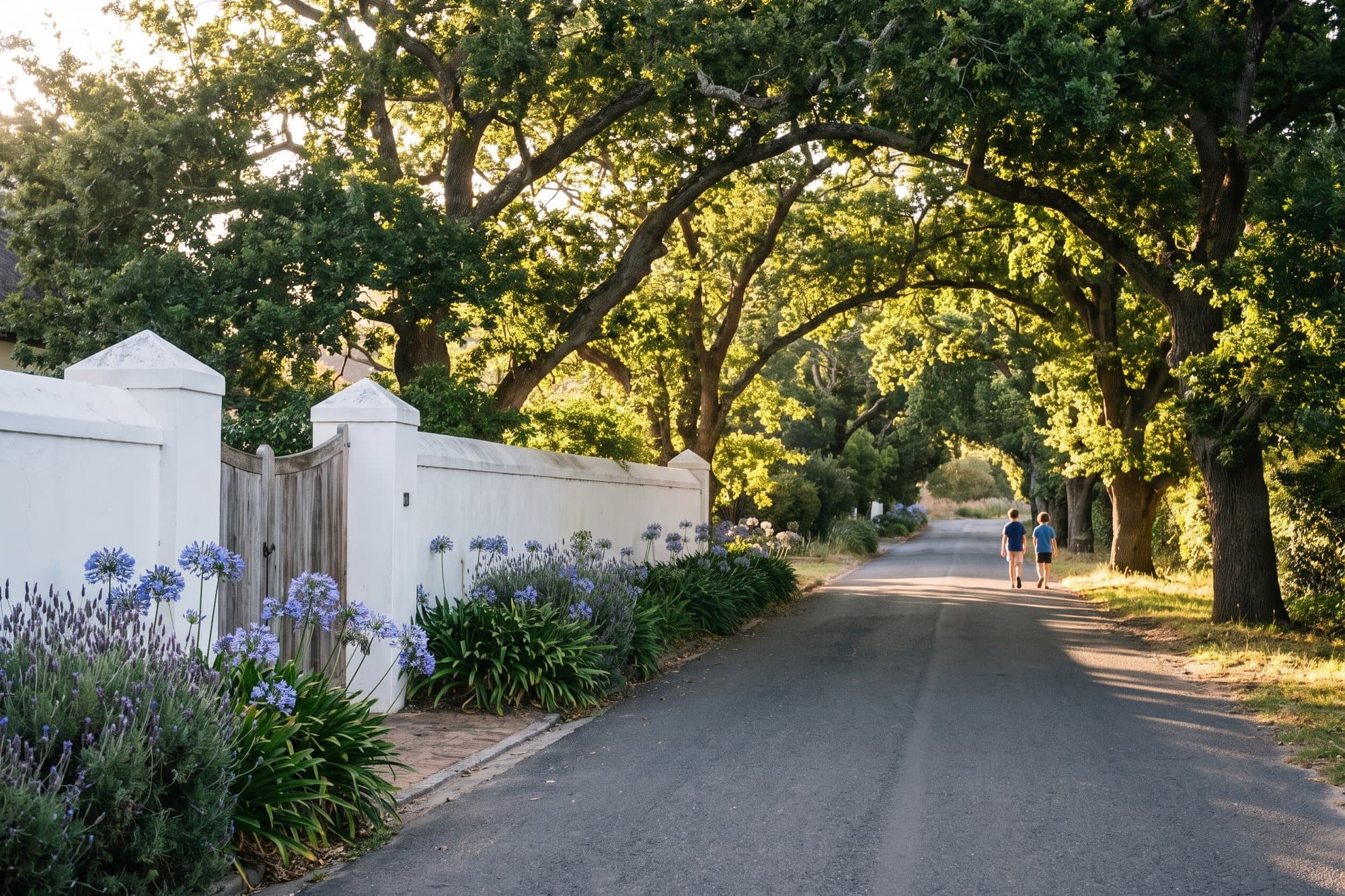 An oak-lined road in Constantia in late light